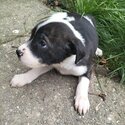 8 week old staffy puppies-2