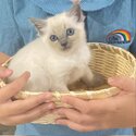 Purebred Blue Point Ragdoll kittens-2