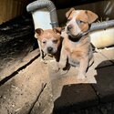 Australian Cattle Dog Puppies -3