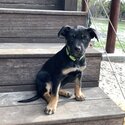 Purebred Australian Kelpie Puppies-3