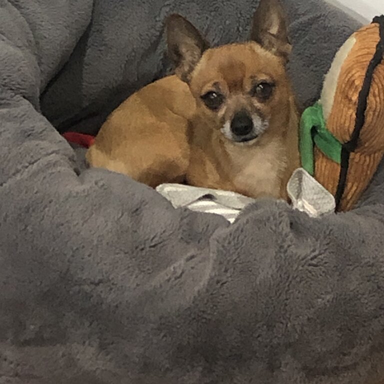 Chihuahua short haired