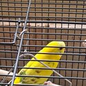 X2 budgies. Yellow pied male. Blue/violet female-0