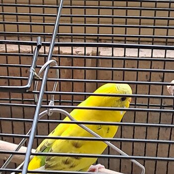 X2 budgies. Yellow pied male. Blue/violet female