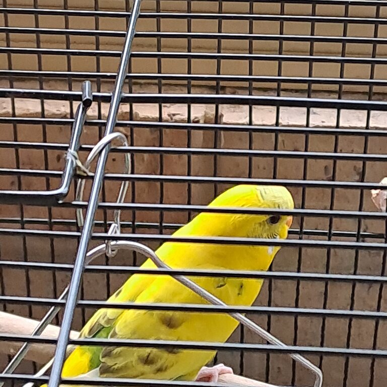 X2 budgies. Yellow pied male. Blue/violet female