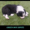 BORDER COLLIE PUPPIES - Ready: 06/10/2023-0