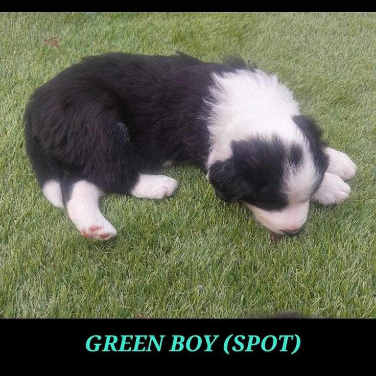 BORDER COLLIE PUPPIES - Ready: 06/10/2023