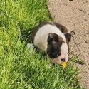 Happy Healthy Bloodline Boston Terrier Puppies Available For New Homes-0