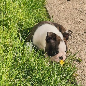 Happy Healthy Bloodline Boston Terrier Puppies Available For New Homes