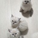 Ragdoll Kittens For sale -4