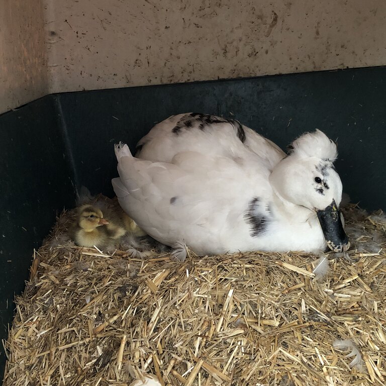 Ducks to go to a loving home 