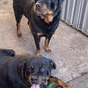 2 beautiful Rottweiler boys-2