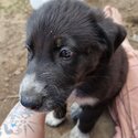 German Shepherd x Maremma puppies -1