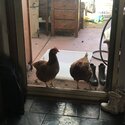 2 Free Laying Chickens-0