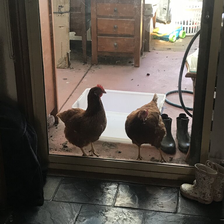 2 Free Laying Chickens