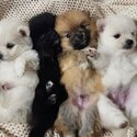 Adorable Purebred Pomeranian Puppies-1