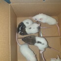 Baby rats for sale. Ready in 3 weeks-2