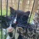 4 kittens looking for forever home-0