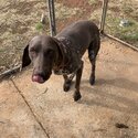 Female German short haired pointer-0