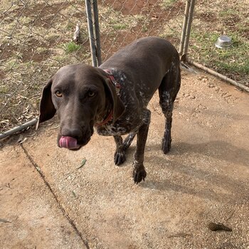 Female German short haired pointer