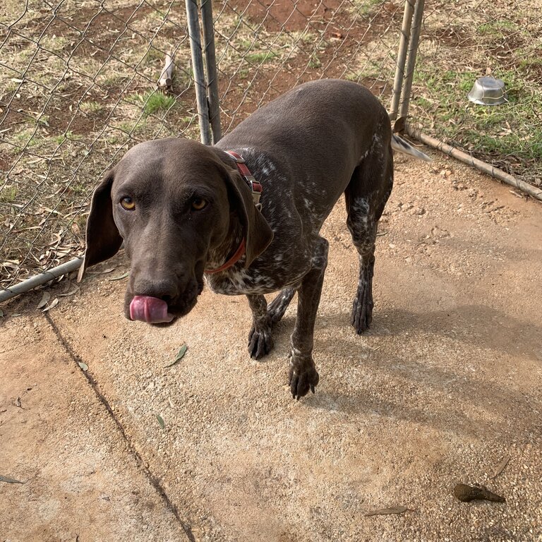 Female German short haired pointer