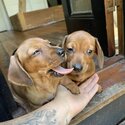 Purebred mini dachshunds-2