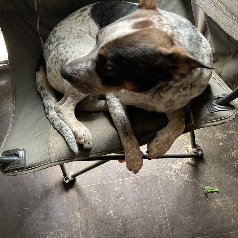 Cattle dog for sale 