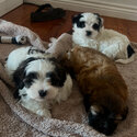 Adorable fluffy Maltese Shihtzu puppies-1