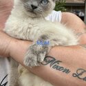 RAGDOLLS LOOKING FOR THEIR FOREVER HOME-1