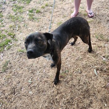 American staffie cross