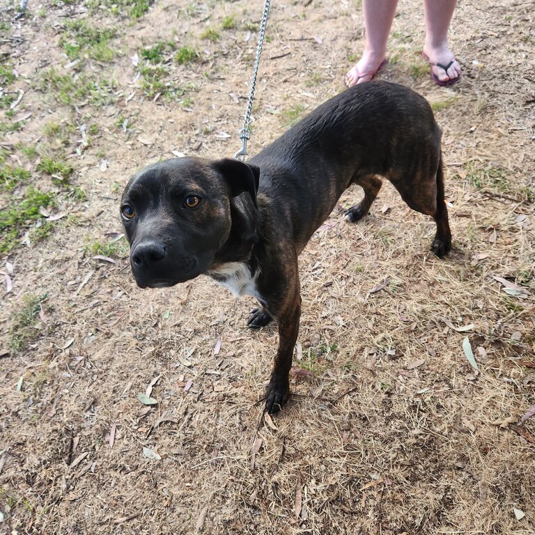 American staffie cross