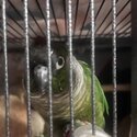 Green cheek conure-0