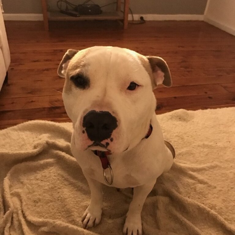 American staffy