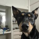 Rehome-Australian Kelpie-4