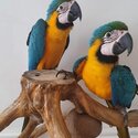 $2200 for unrelated pair Blue &amp; gold macaws -0