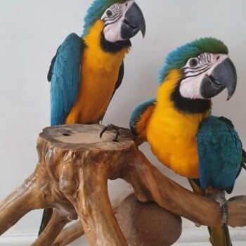 $2200 for unrelated pair Blue & gold macaws 