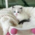  Purebred Ragdoll Kittens For Sale-0