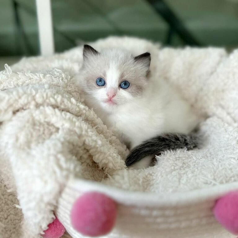  Purebred Ragdoll Kittens For Sale