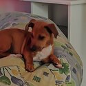 Male dachshund X jack Russell Puppy -0