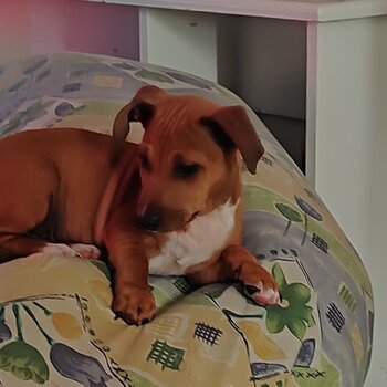 Male dachshund X jack Russell Puppy 