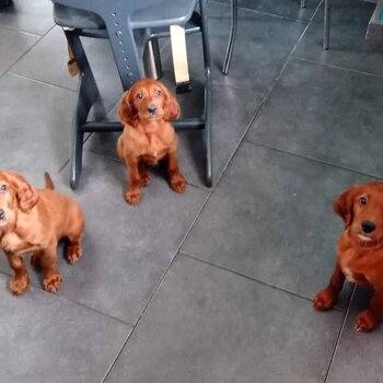 Irish Setter Boys & Girl Puppies Available