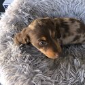 Miniature dachshunds -5