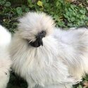 Silkie Rooster- Pippin-3