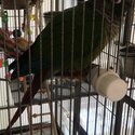 Green cheek conure-5