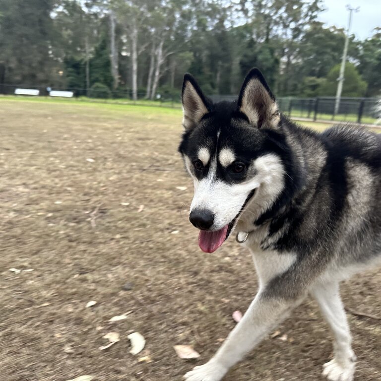 Purebred Siberian Husky Male – Rehome