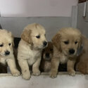 Golden Retriever Female puppies -1