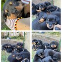 Purebred Rottweiler puppies -5