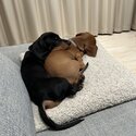 Miniature Dachshund Brothers - Pair Only-2