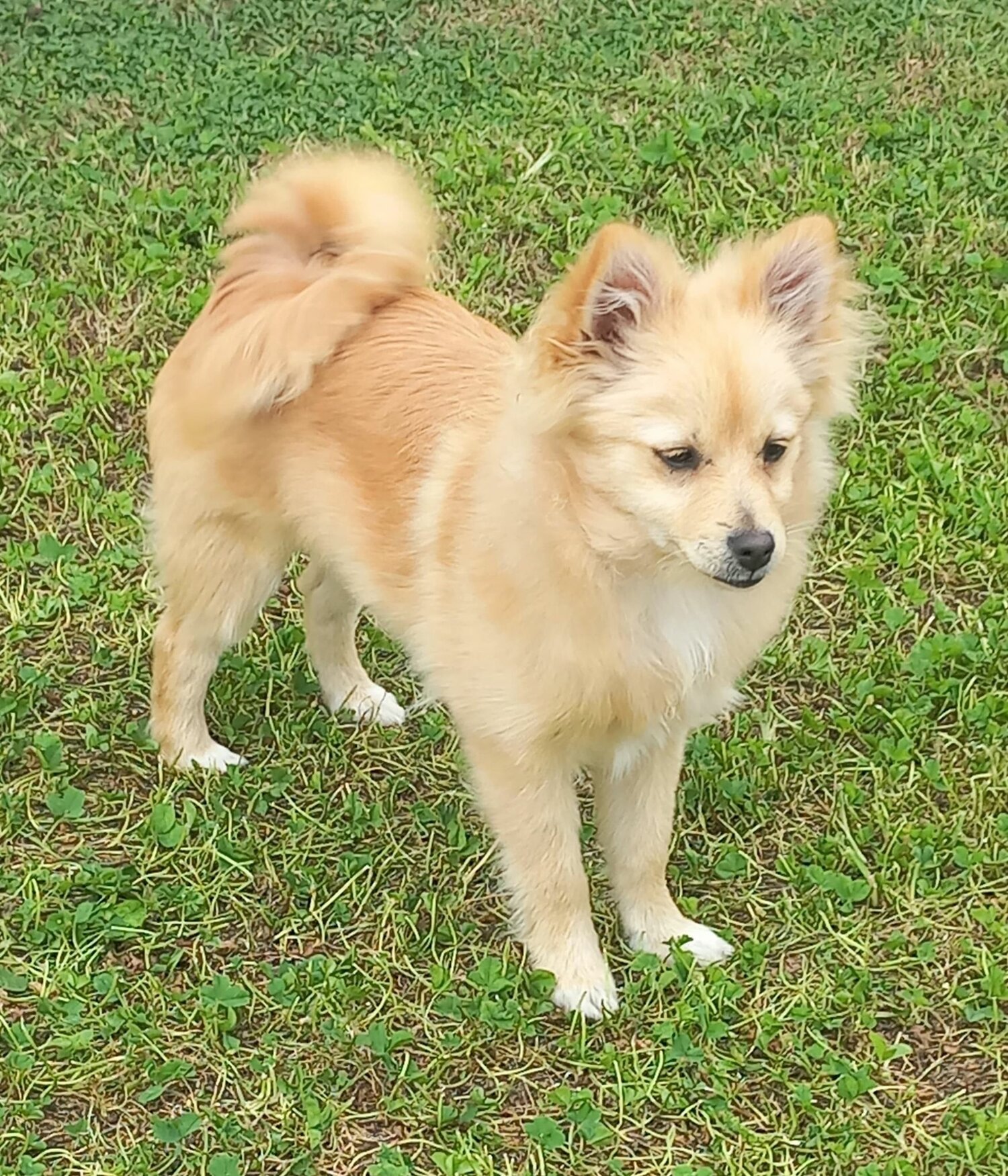 Gorgeous Pure Breed Pomeranian Girl Quite, Lovable ship Australia