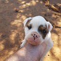 Purebred American bulldog pups x3-2