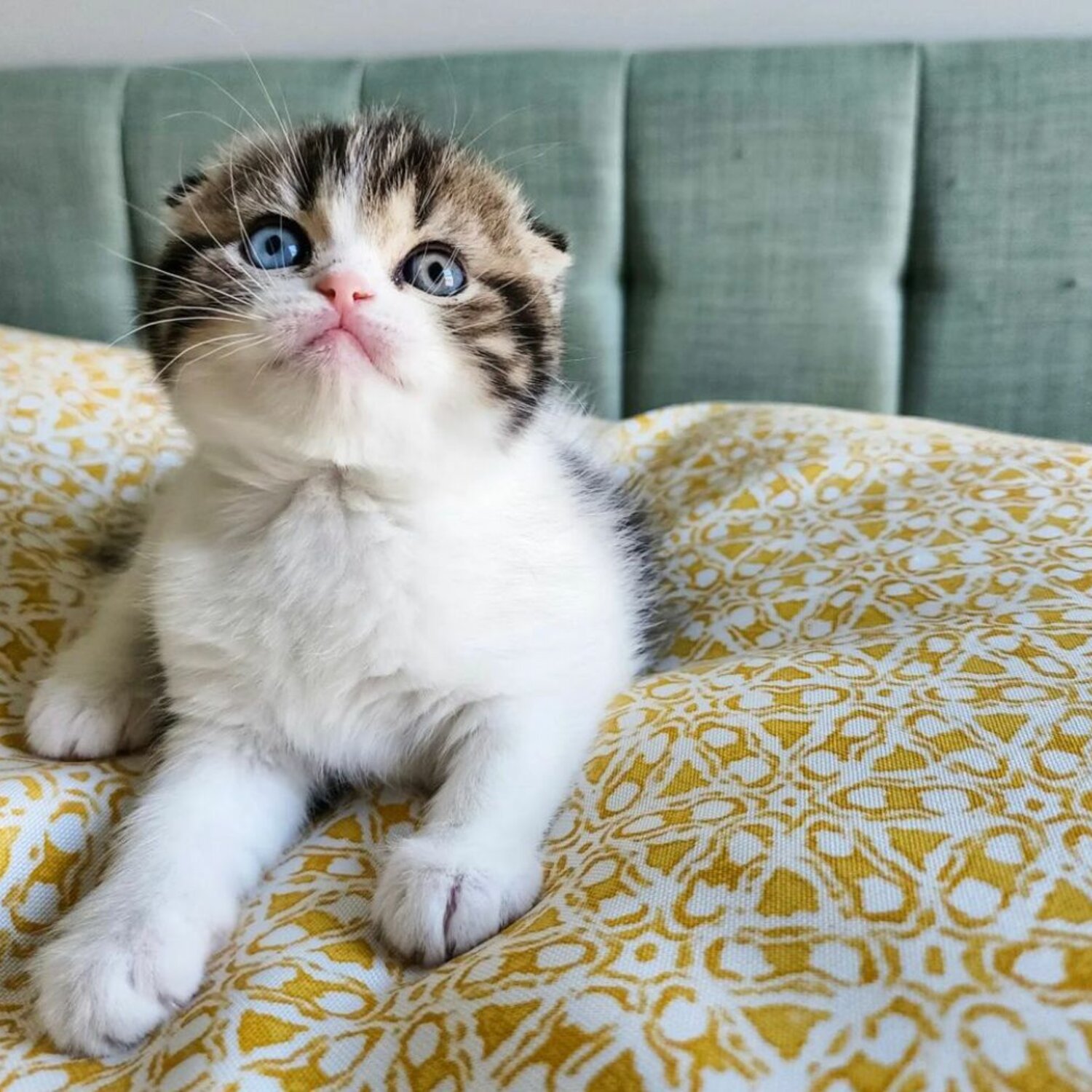 Scottish Fold Kittens For Sale